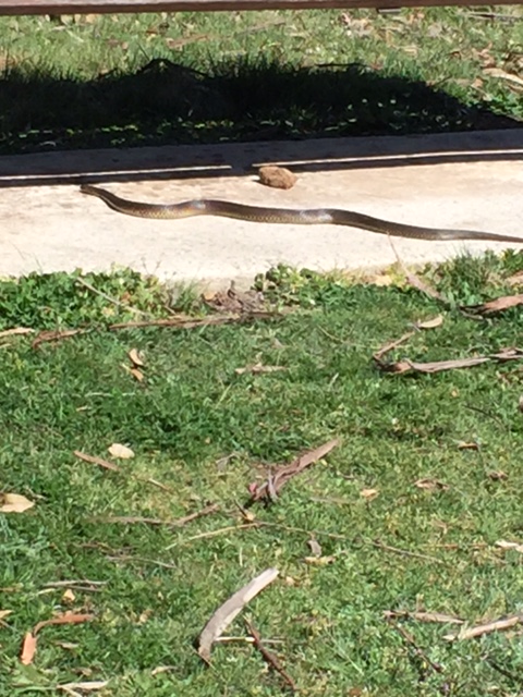 Australian brown snake