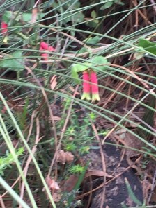 Australian native flowers