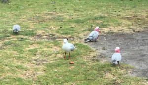 A pack of Galahs