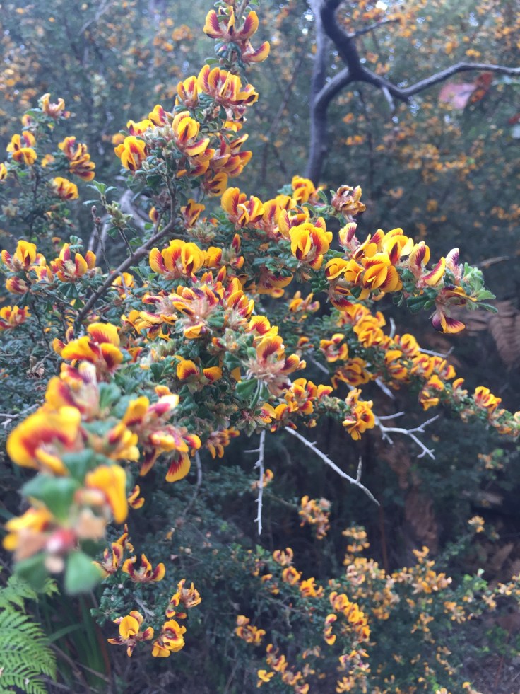 Fabulous native bush