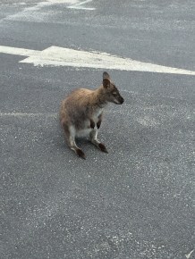 Kangaroo